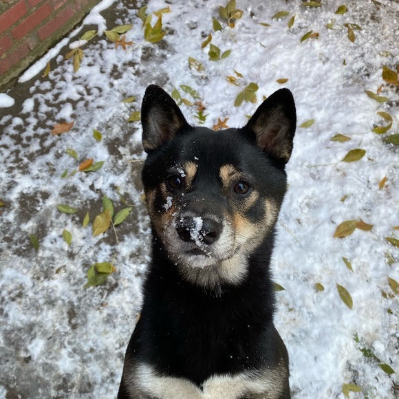 Meet your Posher, Jasmine - Picture 3 of 7